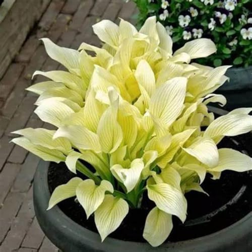 Hosta,rara,Plantación de interior y exterior/brillante,Ideal para Jardines.-4rizomas-B