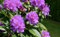 Bloom Green Co. 100 pc rara Colorful Rododendro piante in vaso come geranio Gigli Semillas de Flores Illumina il tuo giardino personale: s