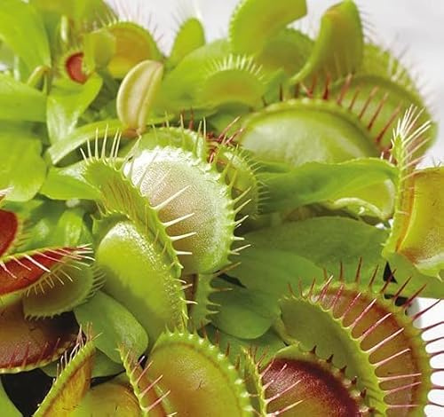 Venus Fly Trap (Dionaea muscipula) 3 Pot Live Plant