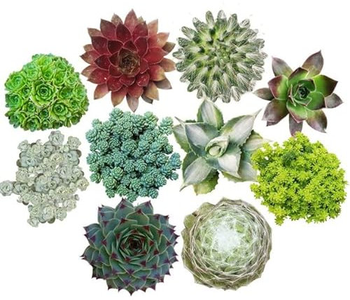 Pack 10 Crassulas Plantas de Fácil Cuidado Perfectas para Principiantes