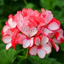 Nouvelles graines de fleurs de géranium univalve pour un beau jardin rouge paquet de 100 graines