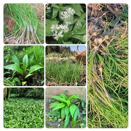 bärlauch 100samen stauden balkonblumen dürreresistente