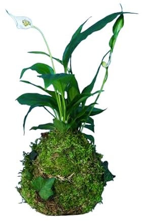 Kokedama Artesanal Spathiphyllum - Flor Natural - DECOALIVE Kokedama Espatifilo