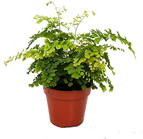 DECOALIVE Helecho Delta o Adiantum Fragans Planta de Interior, 8436601570345