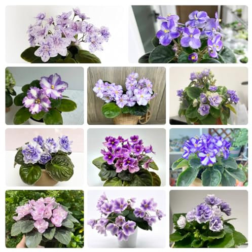 Usambaraveilchen Pflanze Samen Kaufen - blumensamen geschenk-fensterbank deko gartenpflanzen winterhart mehrjährig-pflanzenkübel bonsai topf-pflanzen winterhart draußen geschenke für 250pcs