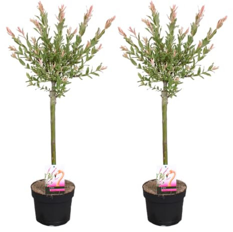 Bloomique - 2er Set - Salix Flamingo - Harlekinweide - Winterharte Balkonpflanzen - Gartenpflanzen Winterhart - Höhe 60-80 cm - Topf 17 cm