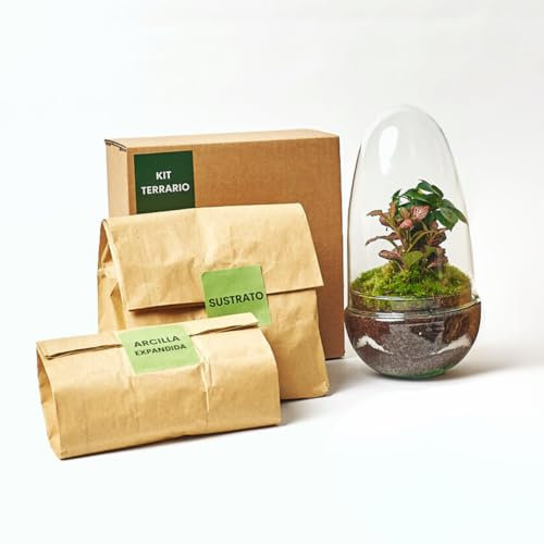 Kit Terrario Plantas Cristal - Cúpula con Ficus Ginseng y Fittonia | Terrario DIY | Jardin Eterno en Cristal o Ecosistema Cerrado | Ideal para Decoración Hogar (Pequeño)