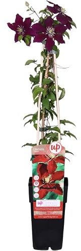 Clematis Natural Planta Enredadora de Cultivo Exterior