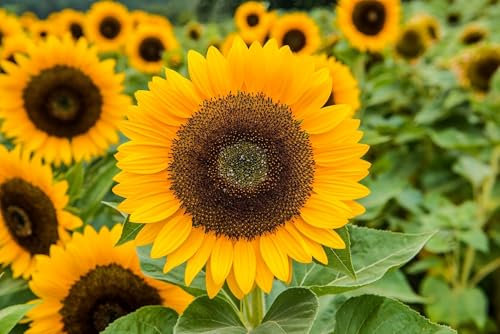 30 Samen Sonnenblume XXL riesige Blüte essbare Kerne bis 2,50cm Sonnenblumen