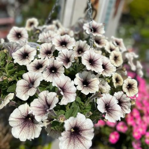 semi di petunia - giardino resistenti perenni inverno balconi 200pcs