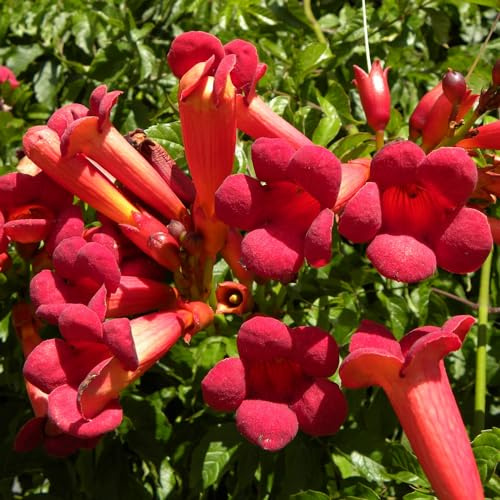 BIGNONIA ROSSA Atropurpurea Tromba d'Angelo in vaso18 cm AMDGarden