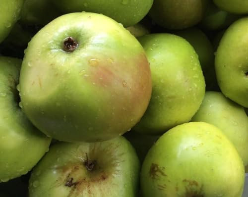 Direct Plants Apple Lord Derby Fruit Tree 6ft Tall Supplied in a 12 Litre Pot