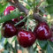 semi di ciliegio - frutto colonnare resistente semi ciliegia colonnare semi frutta bonsai balcone rialzato spalliera di frutta giardino di piante semi biologici per orto da 200pcs
