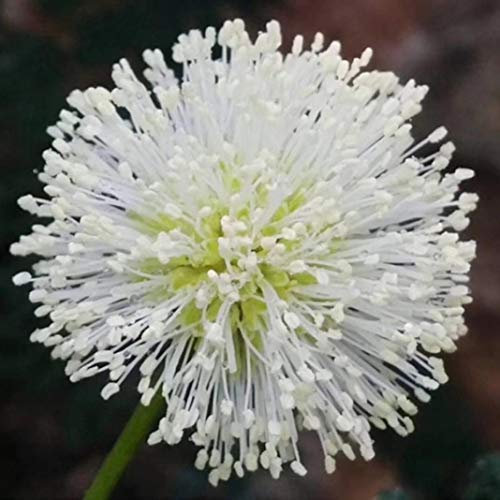 Belarn 30 Stücke Leucaena Samen Pflanze Strauch Hausgarten Hof Dekor