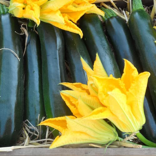 Plant World Seeds - Courgette Darko F1 Seeds (Vegetable Seeds)