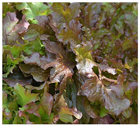 PREMIER SEEDS DIRECT - Lettuce - Salad Bowl RED - 2000 Seeds - Organic
