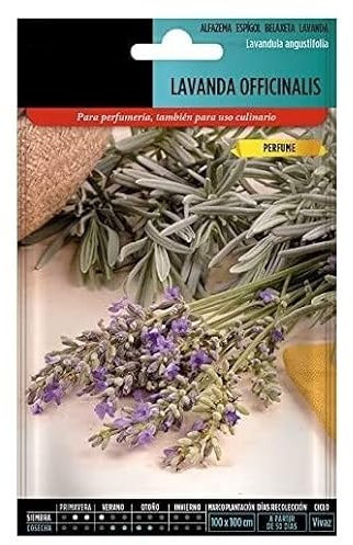 Semillas de Lavanda | DECOALIVE | Semillas Huerto Urbano | Flores muy Fáciles de Cultivar