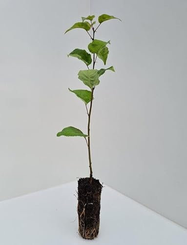 3 Wild Pear Trees - Pyrus Communis - 40cm - Better Than Bare Root