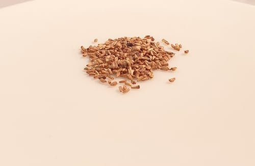 250 graines à semer - Le Grenier d'Abondance - CHICOREE Endive Zoom Hybride F1 - Cichorium