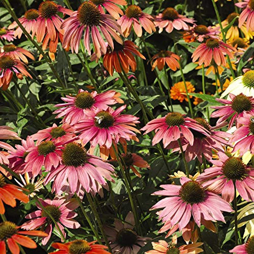 Echinacea Cone Flower Primadonna Mixed Garden Plant Hardy Perennial Flowering Garden Plants Easy to Grow Your Own 15x Garden Ready Plug Plants by Thompson and Morgan