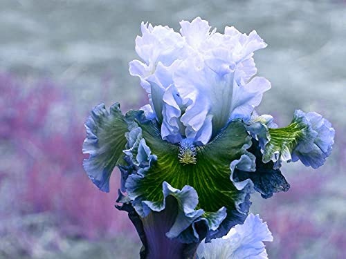 Bulbi iris,Bouquet di fiori carini che ondeggiano al vento/piante grasse particolari/Hardy fragranza floreale-1,4bulbis