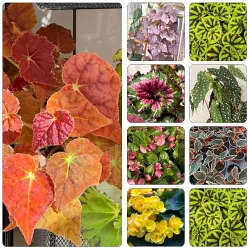 begonia jardín del balcón medicinales Camas elevadas para el jardín oficina decoración semillas interior silvestres semillas 10pcs