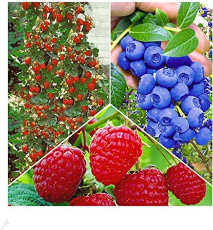 BALDUR Garten Beeren Naschgarten,5 Pflanzen, winterhart, blühend, Rubus idaeus, Vaccinium corymbosum, Fragaria x ananassa, Klettererdbeere, Heidelbeere, Himbeere, reiche Ernte an essbaren Früchten