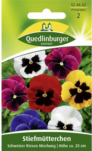 Quedlinburger Riesen-Stiefmütterchen'Schweizer Riesen', 1 Tüte Samen