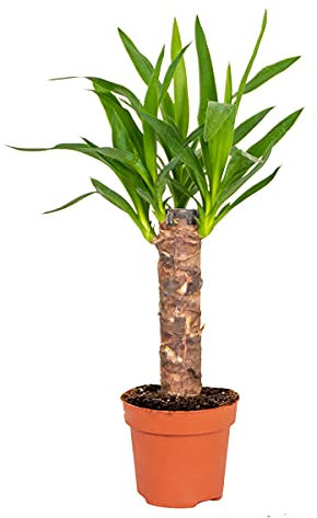 Bloomique - Yucca Elephantipes - Palmier Yucca - Plante d’intérieur - Dépolluante - Facile d’entretien - 30-40 cm de haut - Pot 12 cm