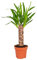 Bloomique - Yucca Elephantipes - Yucca Palme - Lirio de palma - Plantas de interior - Fácil de limpiar - Purificador de aire - Altura 30-40 cm - Maceta 12 cm