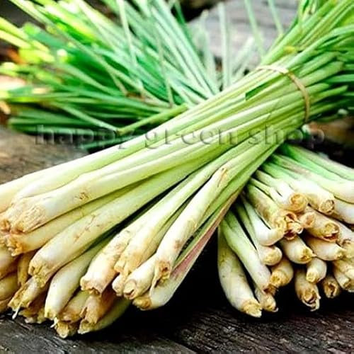 Lemon Grass - 300 Seeds + Freebie + Plant tag - Cymbopogon flexuosus