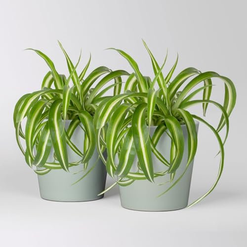 Grünlilie 'Bonnie' mit Keramiktopf Dallas gletscherblau, Topf-Ø 12cm, 2 Pflanzen