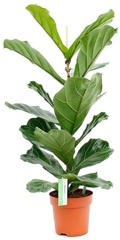 DECOALIVE Planta de Interior Ficus Lyrata Planta Natural Higuera Hojas Grandes Forma Violín