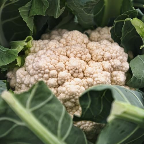 Cauliflower All Year Round Seeds – 300 Cauliflower Seeds – Plant and Grow Your Own Vegetables Ideal for Greenhouse, Garden, Polytunnel, Allotment – Packed in The UK by Meldon Seeds