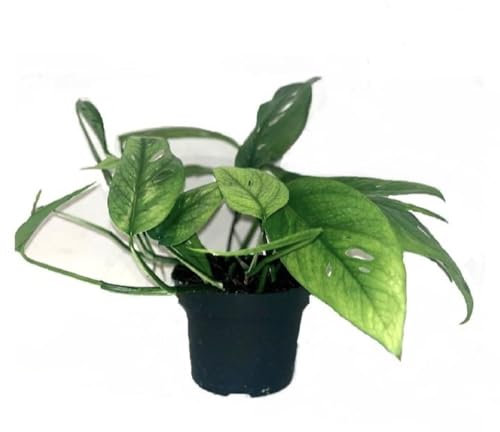 Epipremnum Cebu Blue - Pflegeleichte Exotische Zimmerpflanze ca. 15 cm Topf 6 cm | Luftreinigende Efeutute für Zuhause & Büro | Schnelles Wachstum, Ideal für Anfänger