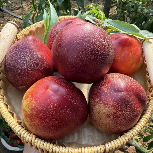 semillas de nectarina, decorativas jardín resistentes exóticas perennes 3pcs