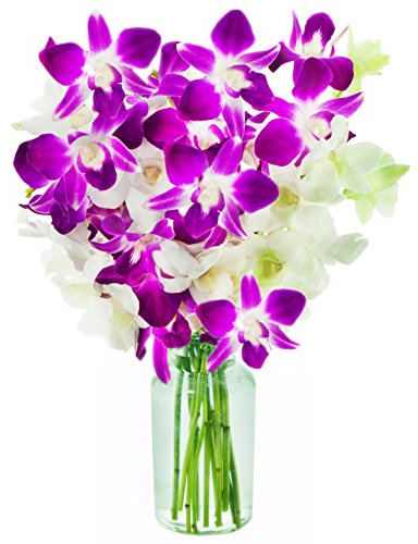 KaBloom Flowers - Exotic Opal Orchid Bouquet of Purple and White Orchids with Vase - Gift for Birthday, Sympathy, Anniversary, Get Well, Thank You, Valentine, Mother’s Day Fresh Flowers