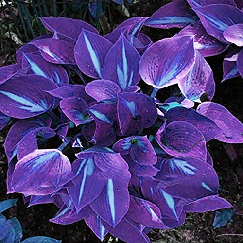 TOYHEART Premium Blumensamen, 1 Beutel Hosta Seeds Aesthetic Easy Grow 3 Farben Natürliche Blumensamen Für Den Garten Lila-Weiß