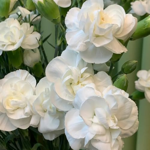 Semi di chiodi di garofano, Semi di garofano dolce, perenni semi di da appartamento regali da giardino rare 300pcs
