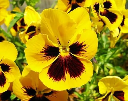 100 semi freschi di viola del pensiero giallo-marrone