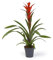 Cool Green - Planta natural interior - Bromelia Naranja - Apta para Mascotas
