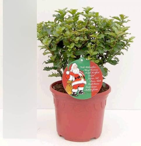 Ilex merserveae Little Rascal - Stechpalme Kleiner Strolch - im Dekotopf 30-40cm Verpackungseinheit 3