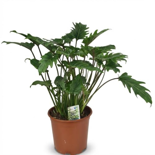 Philodendron - Philodendron Xanadu - Grön - Låg skötsel - 50-60cm - Ø19cm - Krukväxt - Vintergrön