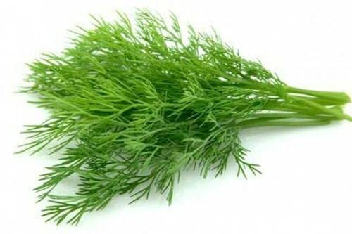 5400 Seeds of Anethum Graveolens Dill Elephant