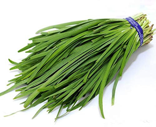 Futaba Ail Ciboulette chinois Ciboulette pur légumes biologiques Natural Green 300 graines