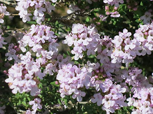 100 Graines de Thym (Thymus Vulgaris)