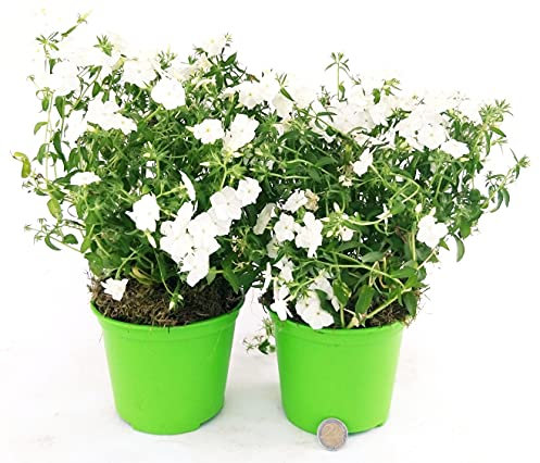 POWERS TO FLOWERS - PHLOX RIFIORENTE TAPEZZANTE BIANCO, VASO 13CM, 2 PIANTE, piante vere