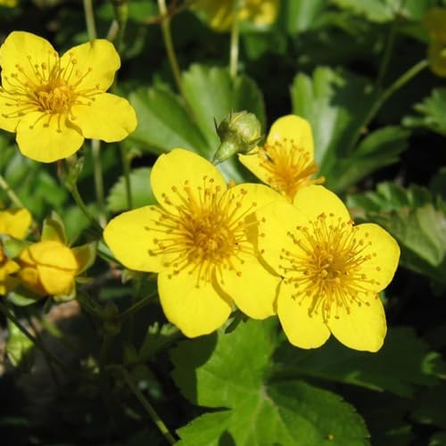 24 x Tapis Fraise d'Or - Waldsteinia ternata godet 9x9cm, pour 3m² : Couvre-sol à fleurs jaune d'or et résistant au froid.