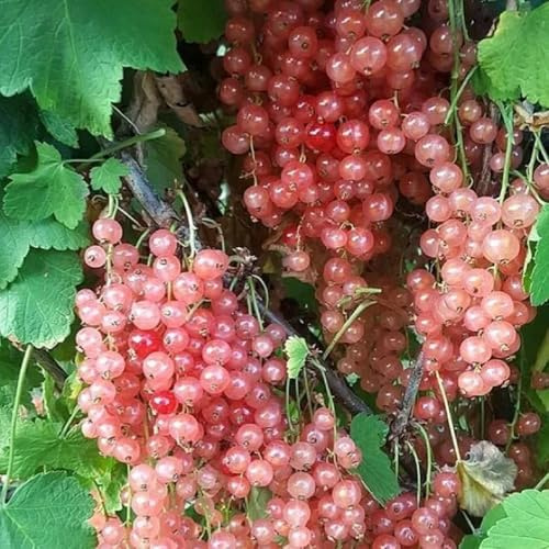 grosellas, espinosas - de balcón Balcón exótico a prueba de invierno interior lugares soleados Cultivo verdes, 320semillas