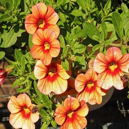 100 semillas de petunia naranja